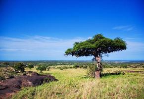 Savannenlandschaft in Afrika, Serengeti, Tansania foto