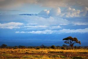 Kilimandscharo besteigen. Savanne in Amboseli, Kenia foto