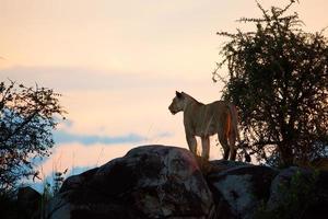 weiblicher Löwe bei Sonnenuntergang. Serengeti, Tansania foto