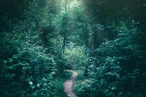 Schmaler Pfad in einem dunklen Wald, der von Sonnenstrahlen beleuchtet wird. foto
