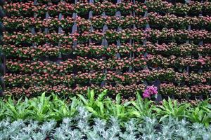 Vertikale Landschaftsgestaltung mit Topfpflanzen und Blumen. foto