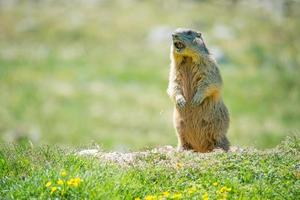 Murmeltier pfeift, um Alarm zu schlagen foto