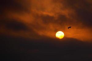 Möwe bei Sonnenuntergang einer großen Sonne über dem peruanischen Ozean foto