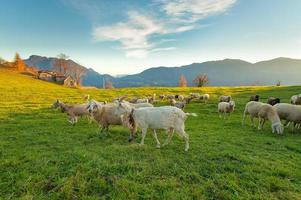 Bauernhof mit Schafen und Ziegen foto