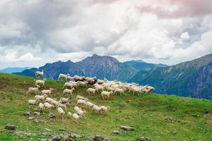 Schafe laufen auf grünen Almen foto