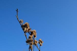 Klette und blauer Himmel im Hintergrund foto