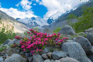 Rhododendren im Hochgebirge unter einem Alpengletscher foto