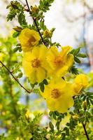 gelbe Hagebuttenblüten auf grünem Hintergrund. blühender wilder Rosenstrauch foto