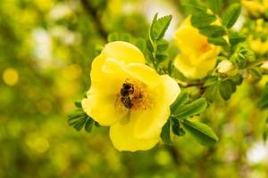 gelbe Hagebuttenblüten auf grünem Hintergrund. blühender wilder Rosenstrauch foto