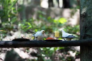 Die Vögel fressen Futter, das auf dem Baum bereitgestellt wird. die fütterung von vögeln mit obst ist eine wunderbare quelle für vitamine, tierschutz und schutz des ökosystemkonzepts. selektiver fokus foto