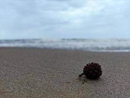 nahaufnahme von tannenzapfen und verschwommenem strand foto