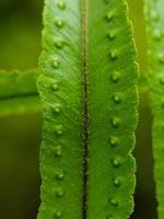 Makrofoto, Fokus, Detail von Wildpflanzenlaub foto