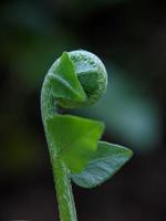 Makrofotografie, einzigartige Naturpflanzen, Nahaufnahme foto