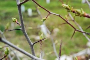 Zweige junger Weißdorn in der Frühjahrssaison. foto