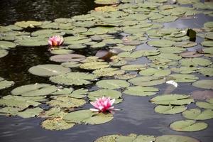 rosa Seerose nenuphars auf dem Wasser foto