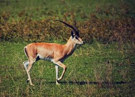 ein männlicher impala im ngorongoro-krater, tansania, afrika. foto