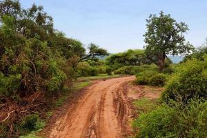 rote Grundstraße, Busch mit Savanne. Tsavo West, Kenia, Afrika foto