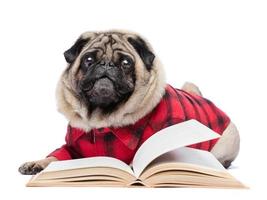 Flauschiger Pug-Hund, der am offenen Buch liegt. foto