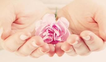 Rosa weiche Blume in den Händen der Frau. Wellness, Schutz, Pflege. foto