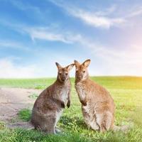 Känguru-Paar steht und schaut in die Kamera. Australien foto