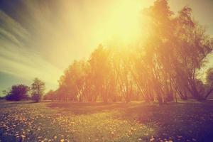 Vintage Natur. sonniger frühlingspark, bäume und löwenzahn foto