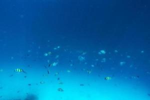 Fischschwarm Fisch im Indischen Ozean, Malediven. foto