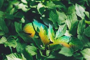 bunter heller regenbogen auf einem grünen waldlaub. foto