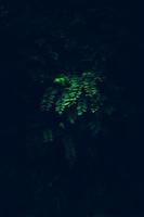 grüner Zweig in einer geheimnisvollen Beleuchtung. foto