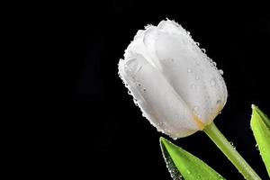 frische weiße Tulpe mit Wassertropfen Nahaufnahme auf schwarzem Hintergrund. foto