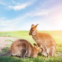 Känguru füttern, säugen. Australien. foto