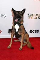 Los Angeles, 26. September - Dita the Hair Missile Dog bei der Premierenvorführung von Seal Team Season 2 auf der American Legion Post 43 am 26. September 2018 in Los Angeles, ca foto