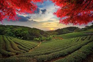 Bild der schönen Landschaft, Taiwan foto