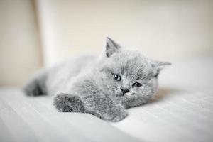 pelziges graues Kätzchen, das sich faul hinlegt. foto