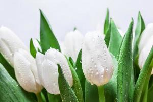 frischer weißer Tulpenblumenstrauß mit Wassertropfennahaufnahme auf weißem Hintergrund. Frühling foto