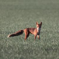 Fuchs auf einem Gras, das in die Kamera schaut foto