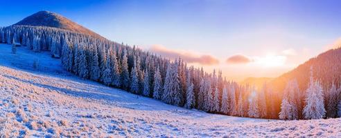 Winterlandschaftsbäume im Frost foto