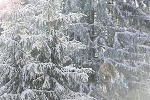 Weißtannen im Winter foto