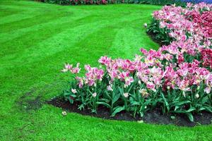 romantische rosa blumen im frühjahr foto