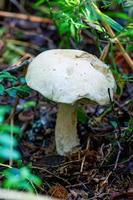 Essbarer Pilzboletus im Herbstwald. foto