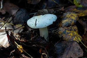 Essbarer Pilzboletus im Herbstwald. foto