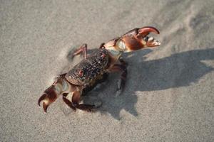 Krabbenwandern am weißen Sandstrand Gehen ins Meer, am Strand, am Meer, morgens lebt das Krabbenleben am Sandstrand. foto