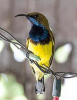 kleiner süßer sunbird mit olivenrückseite, der an weihnachtslichtlinien hängt. Schönheitspaar kleiner Vogel gelb und braun im Garten. foto