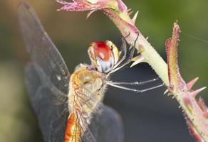 Seitenansicht Schönheit Makro Halbkörper Libelle Orangenkörper Rosenzweig festhalten. tierwelt insektenkreiskopf im garten foto