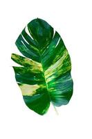 Schönheit frisch epipremnum aureum grüne zweifarbige weiße und grüne Farben Blatt isoliert auf weißem Hintergrund mit Beschneidungspfad