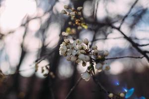 Frühling, blühender Kirschbaum. Blühender Baum, viele weiße Blüten und Knospen mit verschwommenem Hintergrund. foto