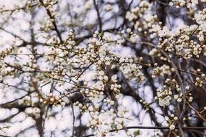 Frühling, blühender Kirschbaum. Blühender Baum, viele weiße Blüten und Knospen mit verschwommenem Hintergrund. foto