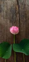 schöne rosa Seerose foto