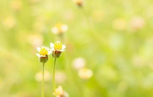 Schließen Sie herauf kleine gelbe Blumen auf unscharfem Naturhintergrund foto