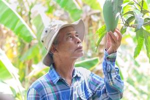 asiatischer Seniorgärtner mit grüner Mango foto