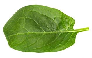 frisches grünes Spinatblatt, Basilikum auf weißem Hintergrund. foto
